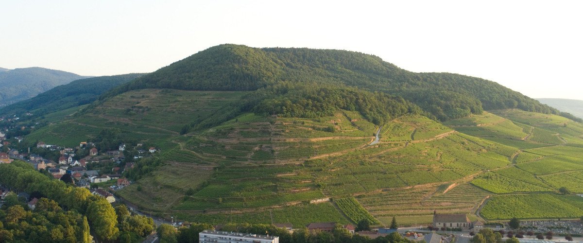Domaines Schlumberger's terraced vineyards overlooking Guebwiller