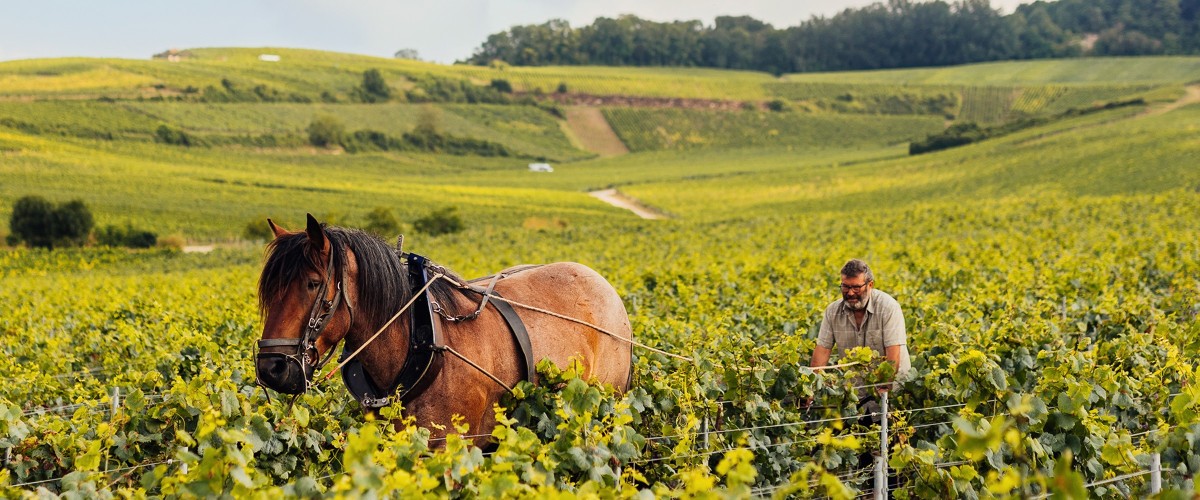 Horse plowing in Louis Roederer vineyards