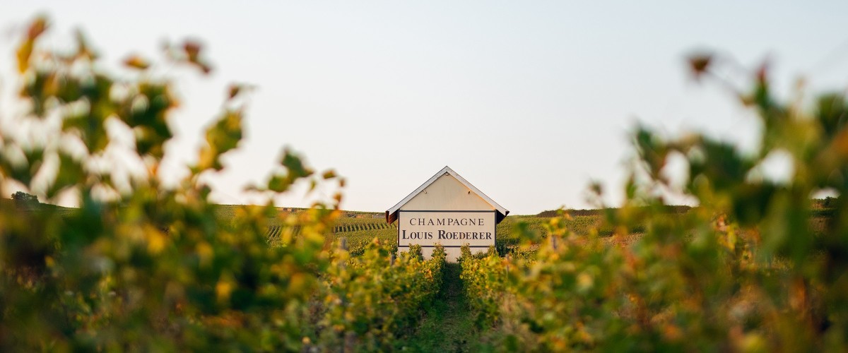 Champagne Louis Roederer vineyard