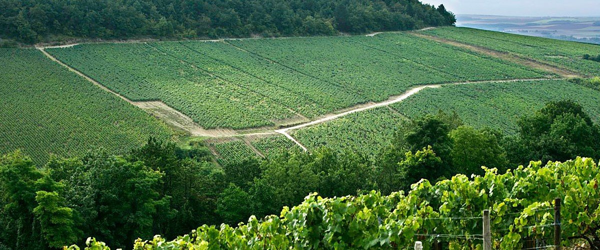 Régnard vineyards in Chablis 