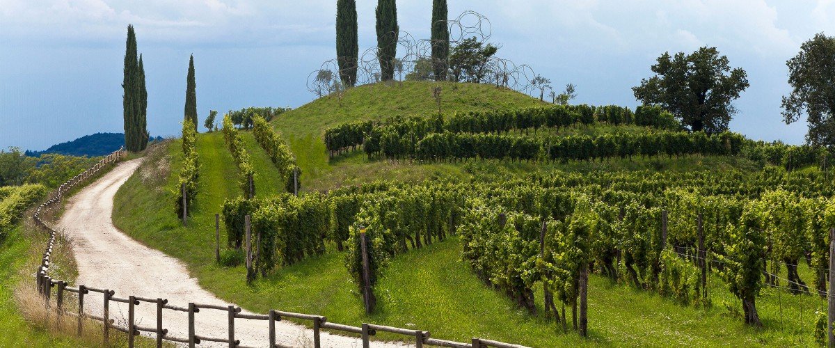 The Vigne Museum among the Livio Felluga vineyards