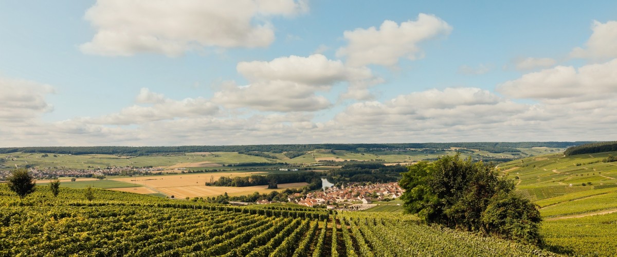 Champagne Louis Roederer vineyards in summer