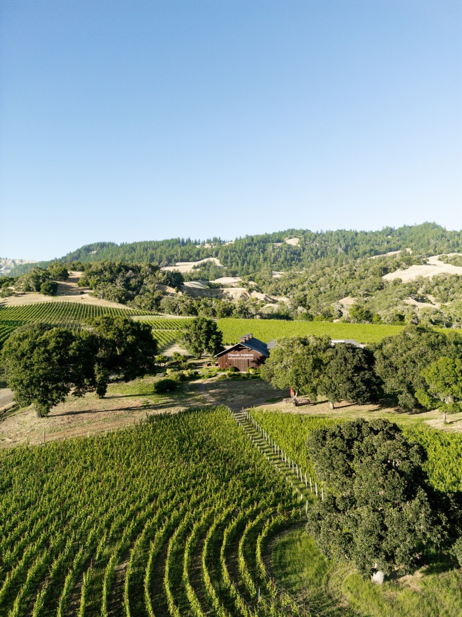 Domaine Anderson vineyard rows