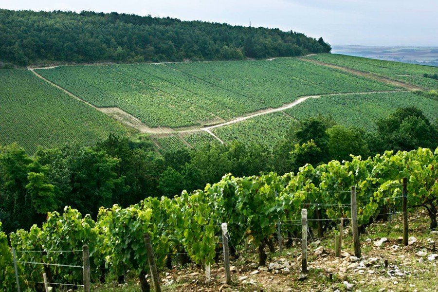 Chablis vineyard