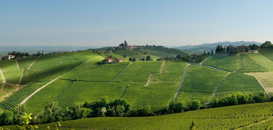 Pio Cesare Ornato vineyard