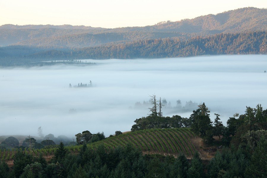 Fog in the Anderson Valley