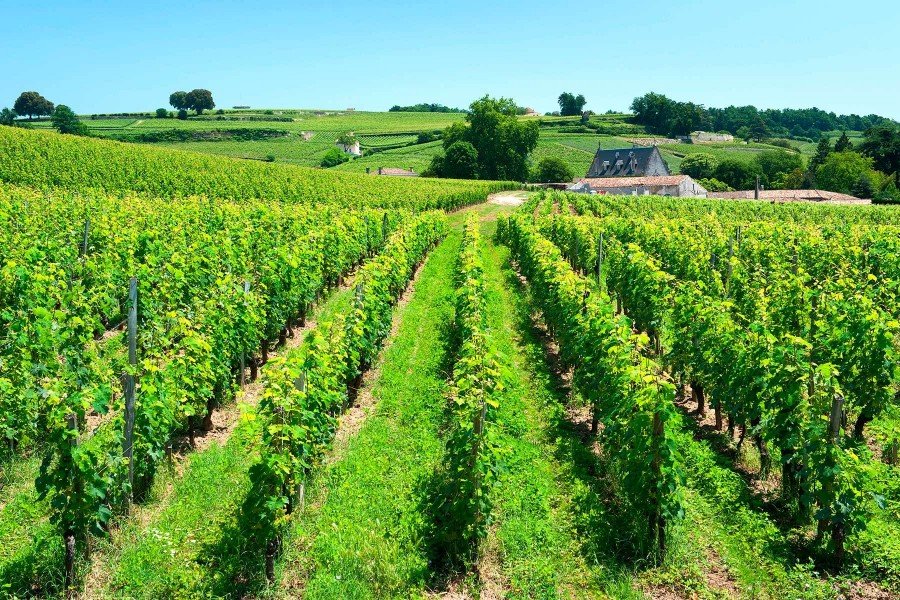 Vineyards of the Saint-Émilion region