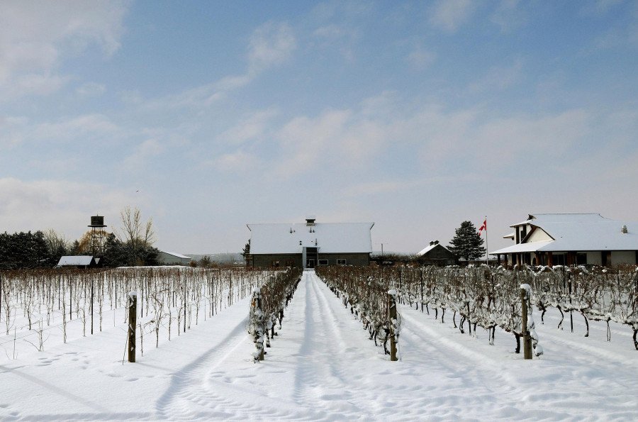 Inniskillin winery and vineyard in the snow
