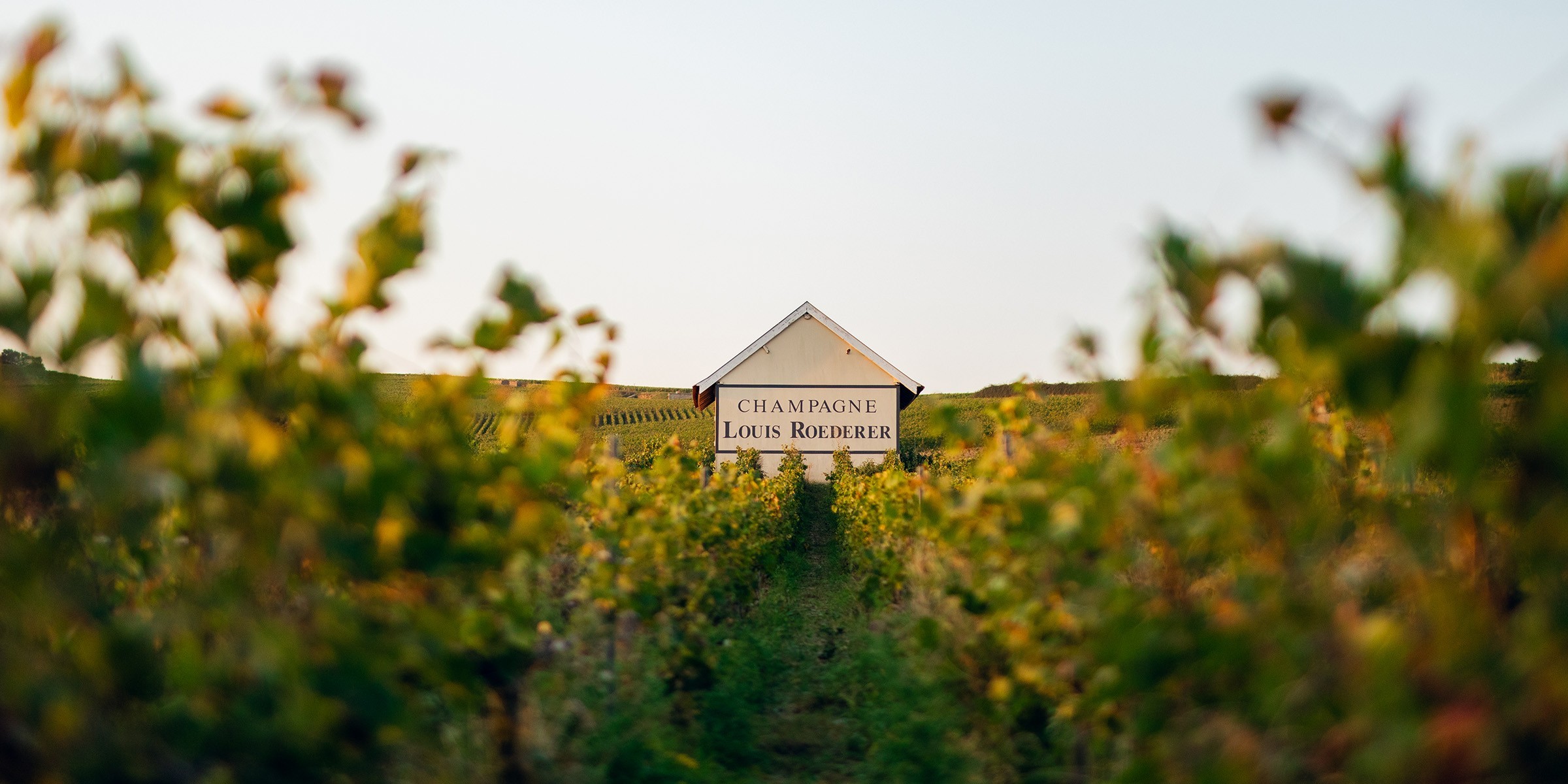 Champagne Louis Roederer