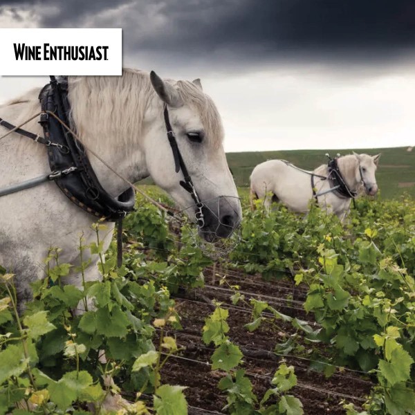 Read Can Champagne give up farming with chemicals?