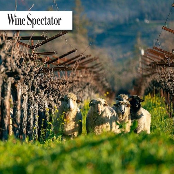 Read Tasting Higlights: 8 Excellent Sauvignon Blanc Wines Up to 94 Points