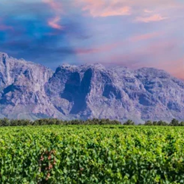 Read The World’s Most Wanted South African Wines